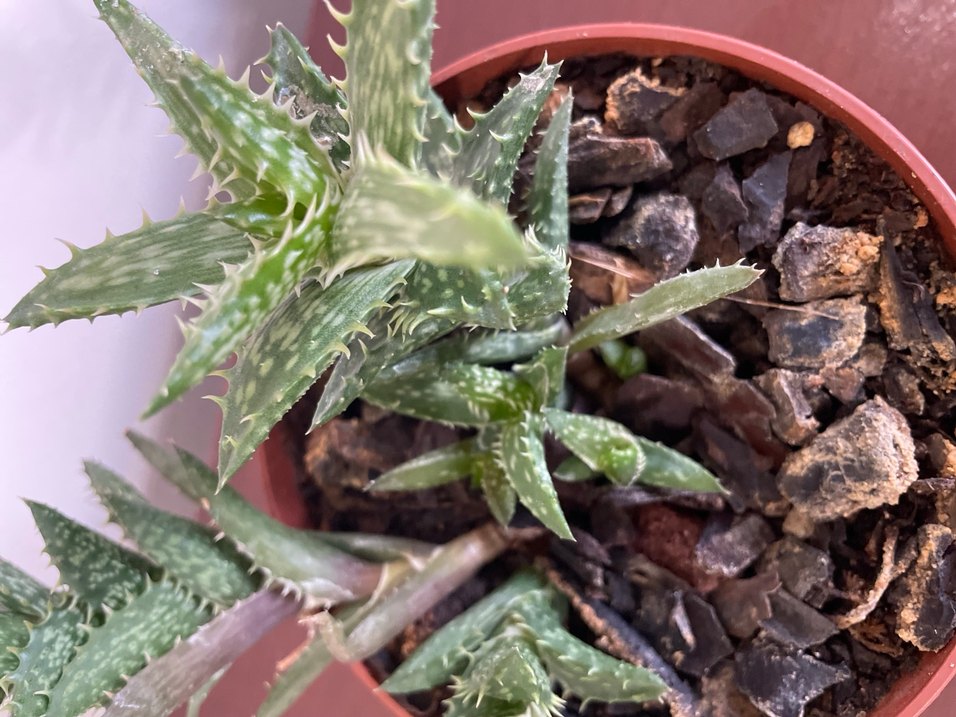 Aloe juvenna Sukulent Bitki - Görsel 3
