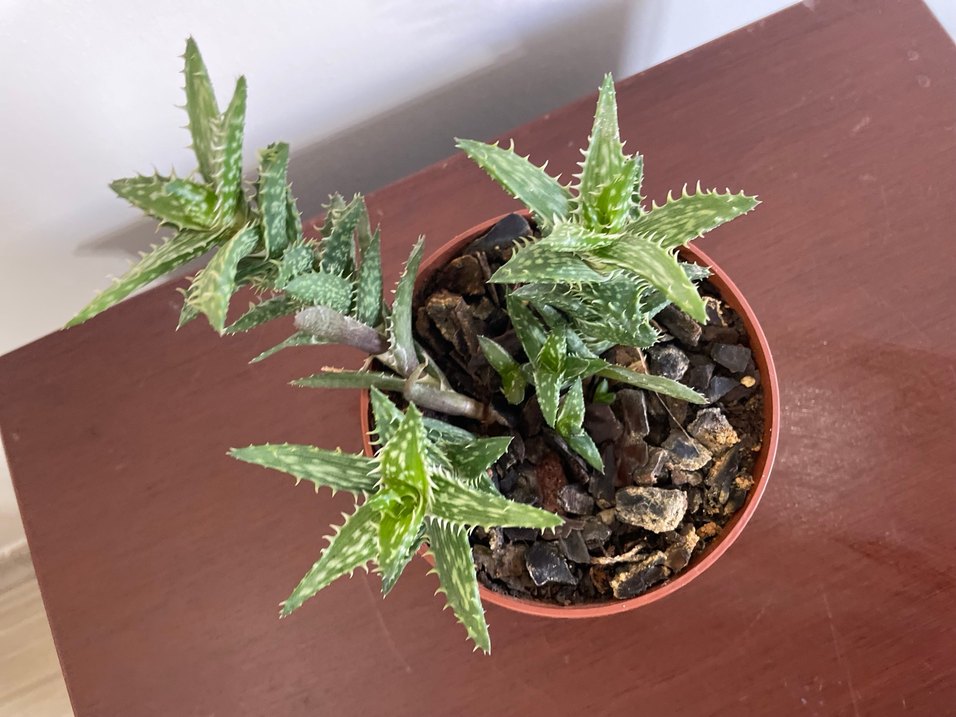 Aloe juvenna Sukulent Bitki - Görsel 4