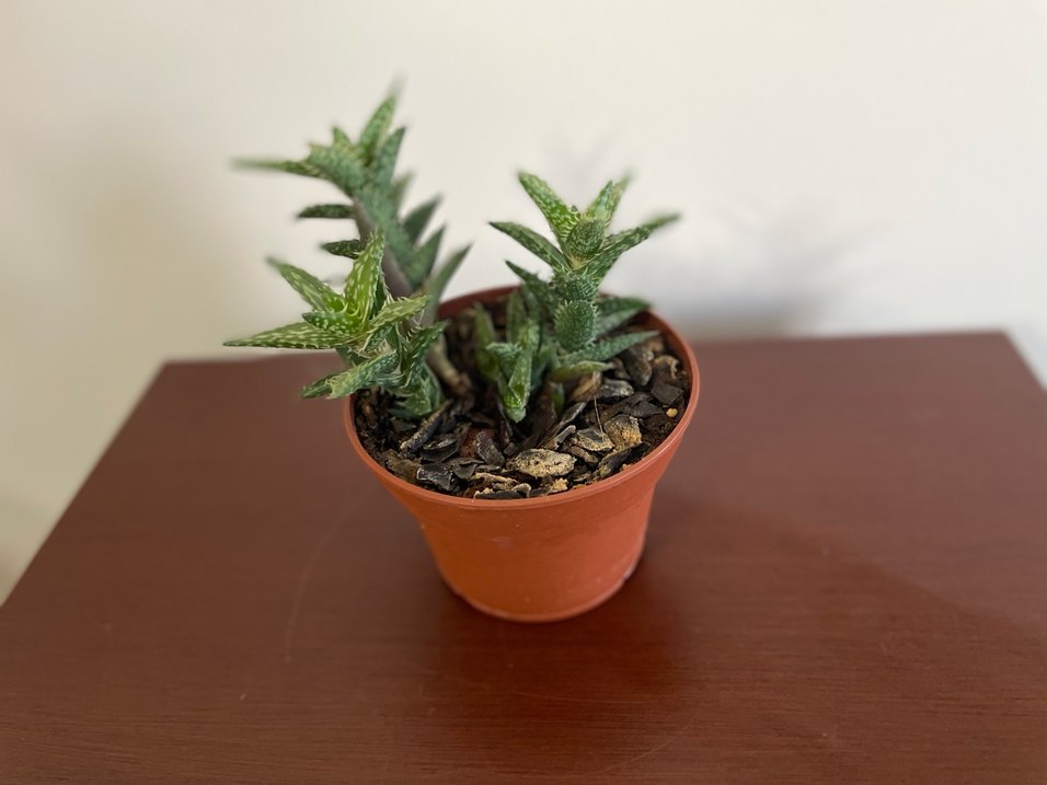 Aloe juvenna Sukulent Bitki - Görsel 2
