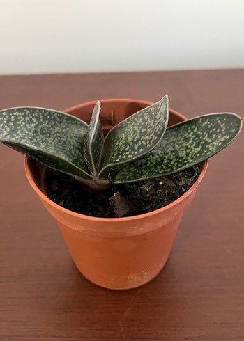 GASTERİA PİLLANSİİ Özel Tür Kaktüs Bitkisi - Görsel 3