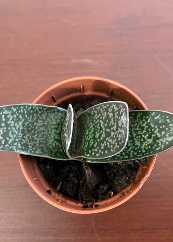 GASTERİA PİLLANSİİ Özel Tür Kaktüs Bitkisi - Görsel 6