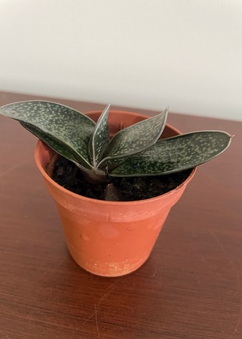 GASTERİA PİLLANSİİ Özel Tür Kaktüs Bitkisi - Görsel 5