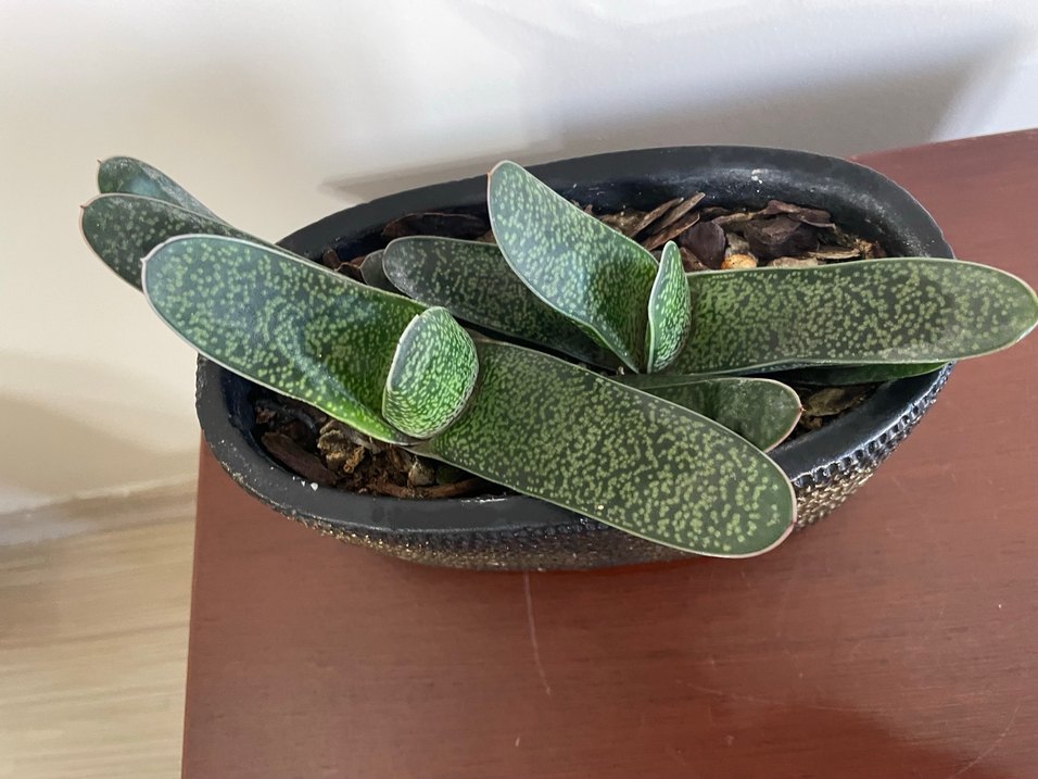 GASTERİA PİLLANSİİ Özel Tür Kaktüs Bitkisi - Görsel 2