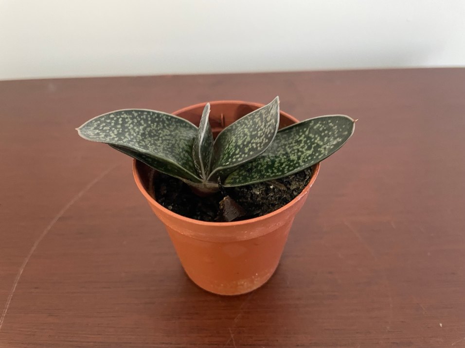 GASTERİA PİLLANSİİ Özel Tür Kaktüs Bitkisi - Görsel 3