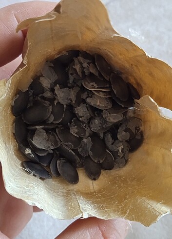 Lif kabağı tohumu 