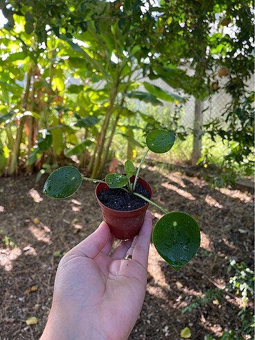 Pilea para çiçeği