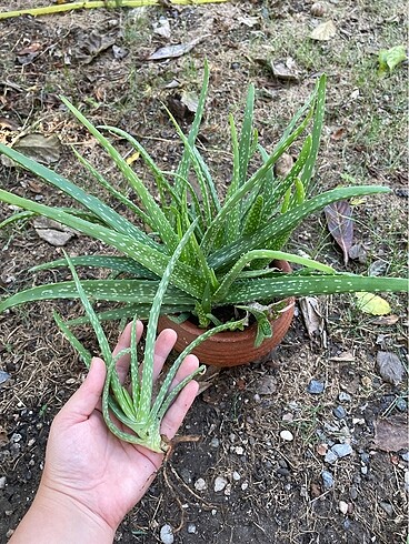 Aloevera