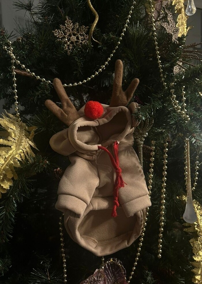 kedi köpek tulum - Görsel 2