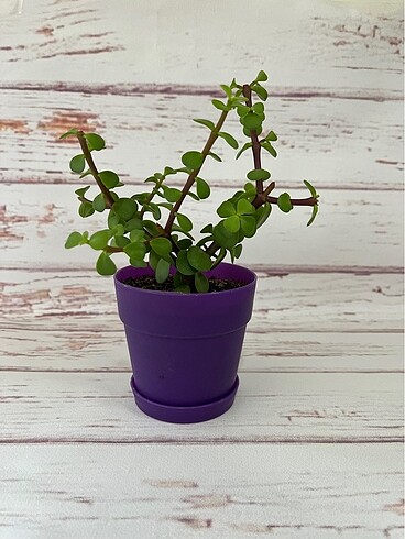 Yeşim Ağacı - Portulacaria Afra