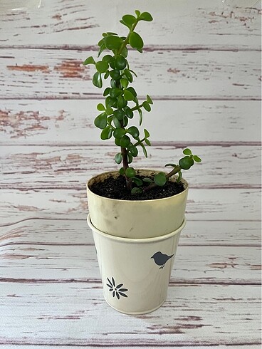 Yeşim Ağacı - Portulacaria Afra