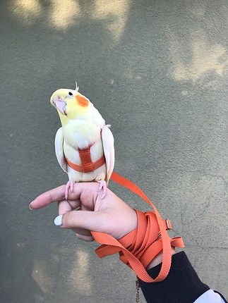 Papağan tasması