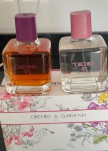 Zara- Orchid