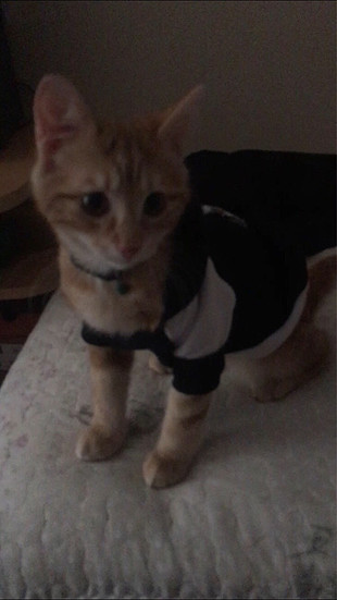 xs Beden Kedi kıyafeti beşiktaşlı