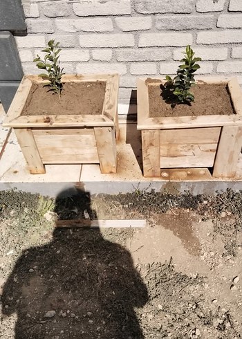 Ahşap Saksı Seti - Görsel 2