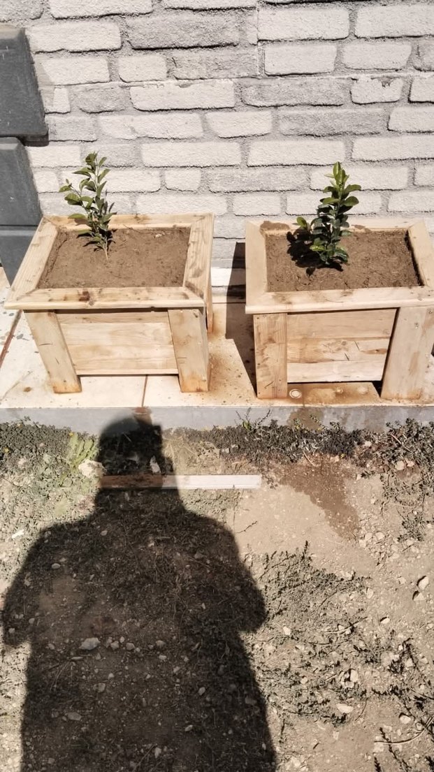 Ahşap Saksı Seti - Görsel 2