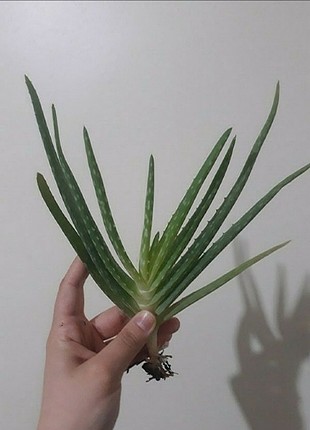 aloe vera bitkisi 