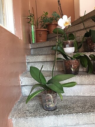 Çift dallı orkide phal son çiçeğini döküyor çok fazla beyaz old