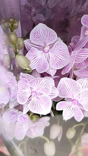 Diğer Özel tür orkideler yavru açaçakkarı renkler