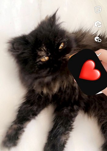 Exotic cincilya dişi kızıma yuva arıyorum - Görsel 2