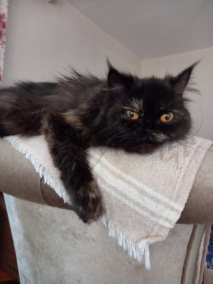 Exotic cincilya dişi kızıma yuva arıyorum - Görsel 4