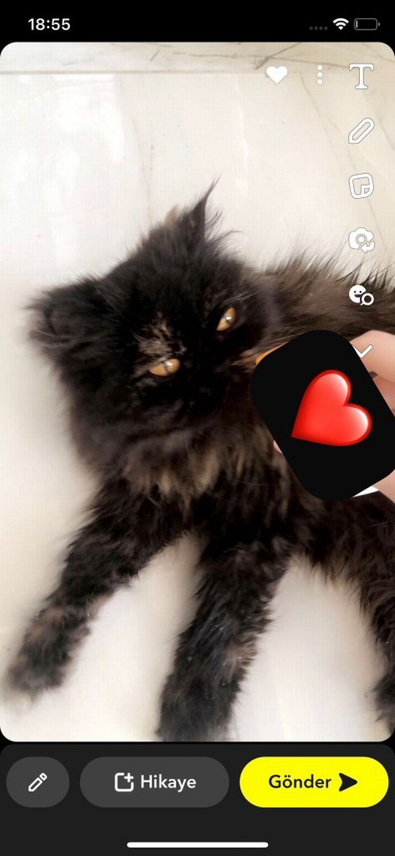 Exotic cincilya dişi kızıma yuva arıyorum - Görsel 2