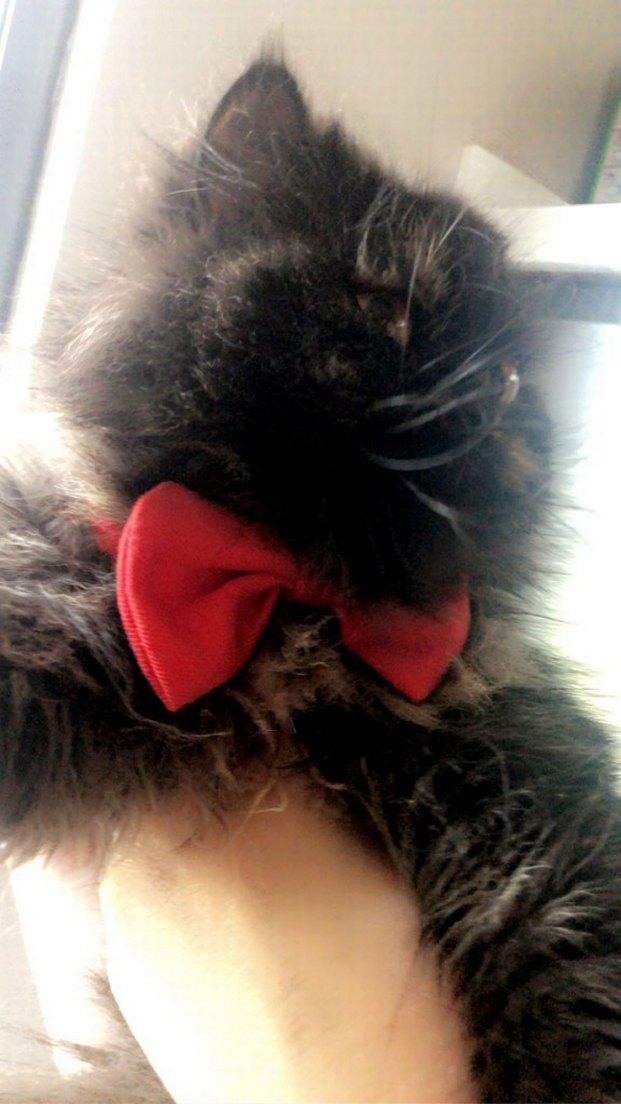 Exotic cincilya dişi kızıma yuva arıyorum - Görsel 3