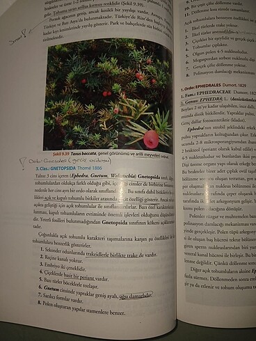  Beden Palme Bitki Sistematiği