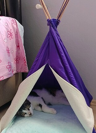 Kedi çadırı