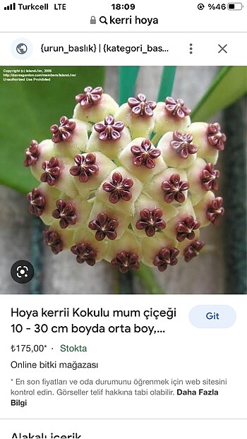 Hoya kerri