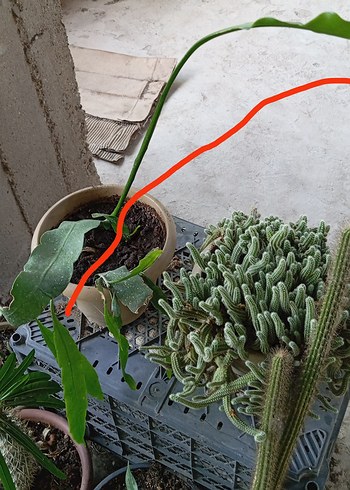 Diğer Dekoratif Saksı Bitkileri