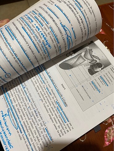  Beden baş boyun anatomisi