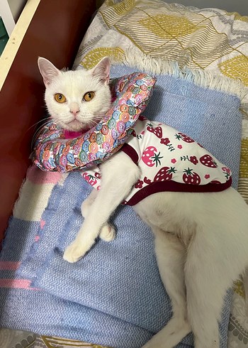 Kedi köpek yakalık - Görsel 2