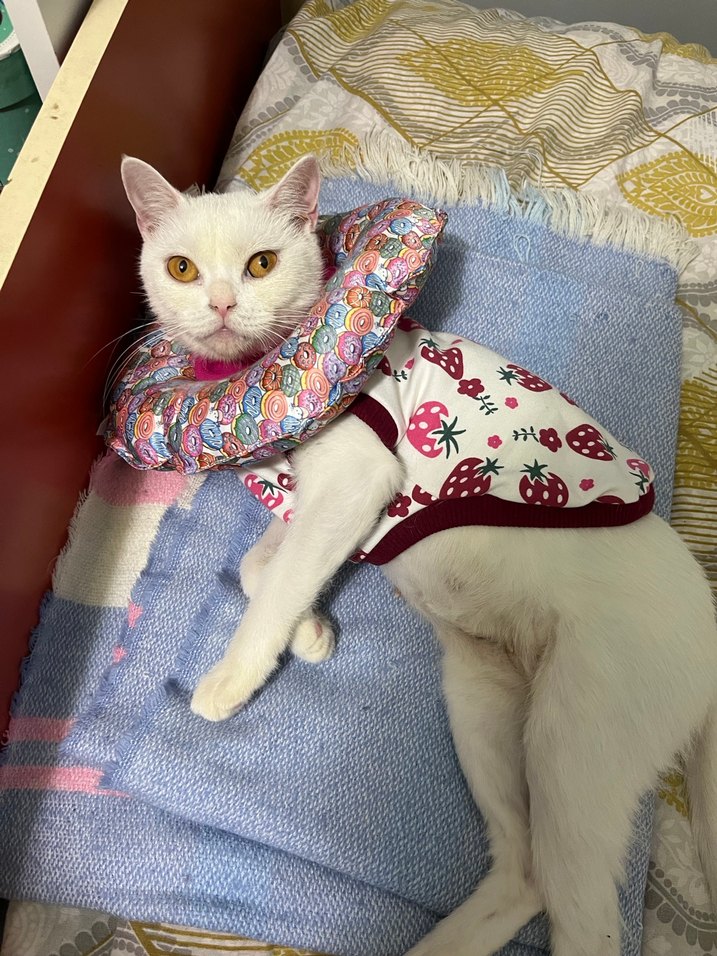 Kedi köpek yakalık - Görsel 2