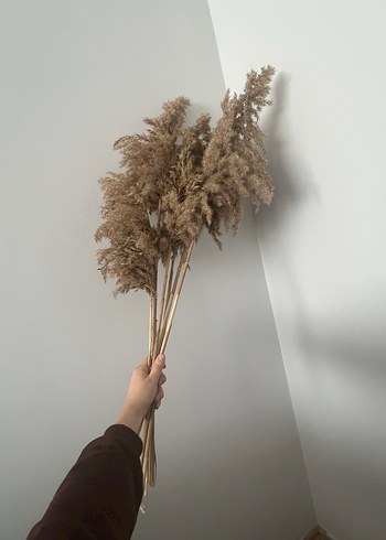 Pampas otu - Görsel 2