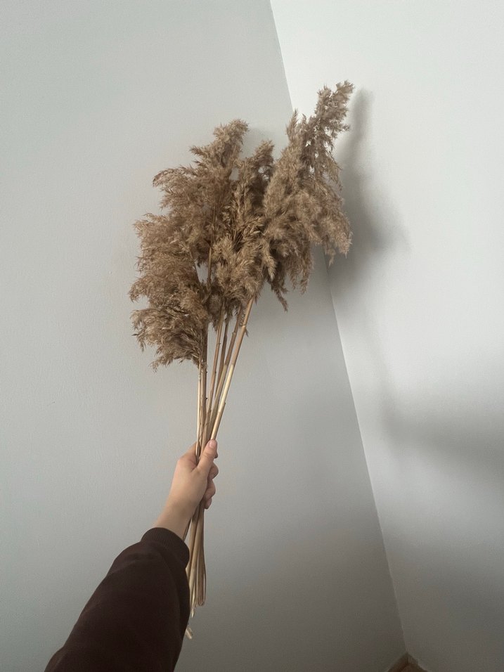 Pampas otu - Görsel 2