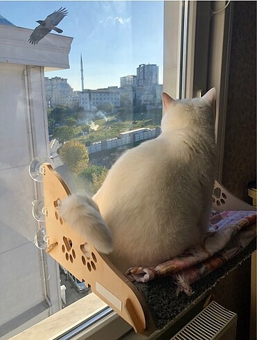 Kedi cam yatağı