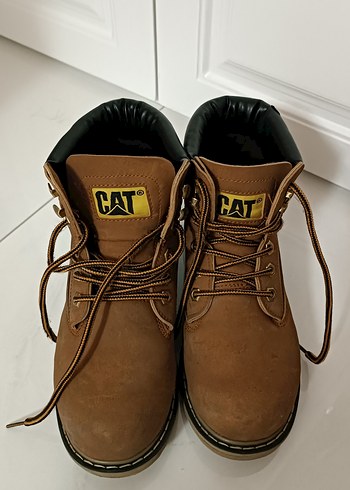 Cat 38