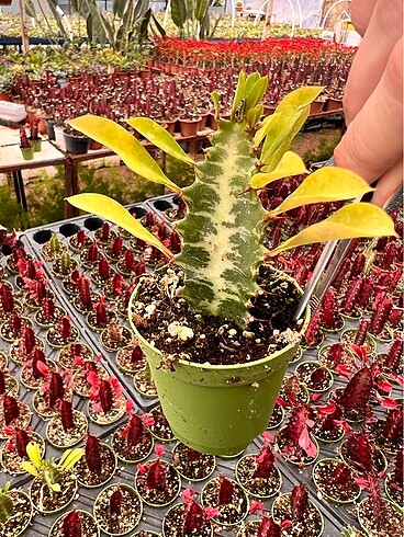 Yeşil euphorbia trigona