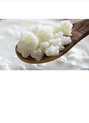 Kefir mayası