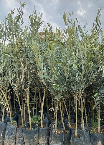  Beden Zeytin fidanı