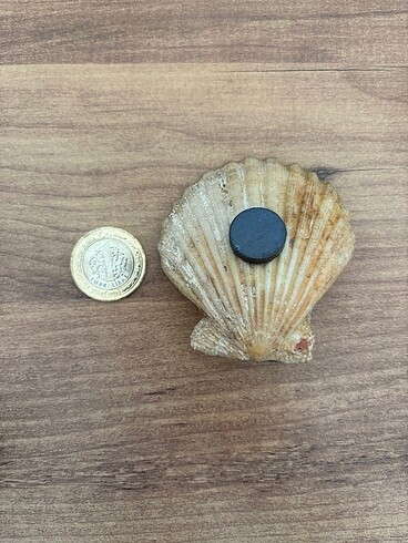 Diğer Magnet