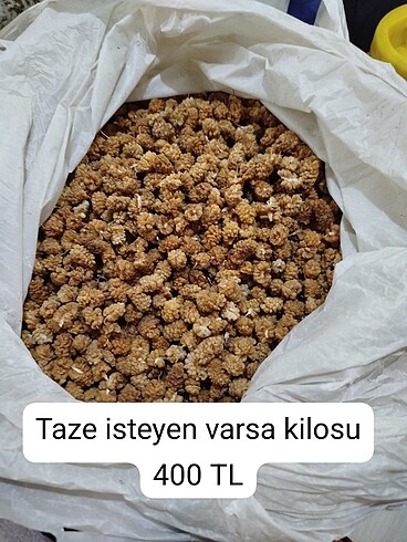 Şalll