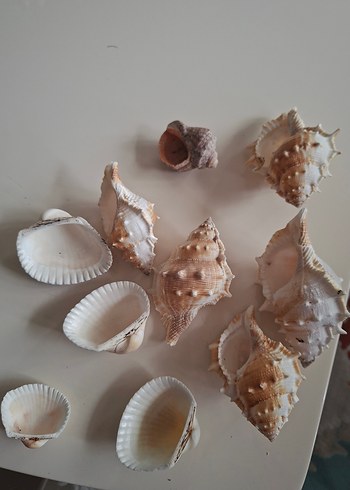 Beyaz Deniz Kabukları Dekor Seti - Görsel 2