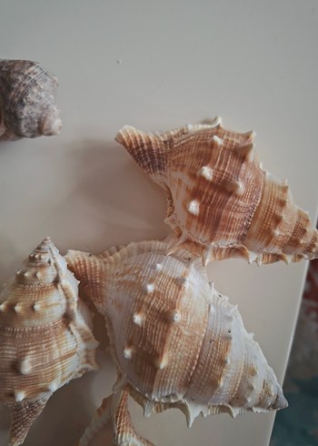 Beyaz Deniz Kabukları Dekor Seti - Görsel 3