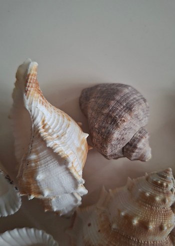 Beyaz Deniz Kabukları Dekor Seti - Görsel 4