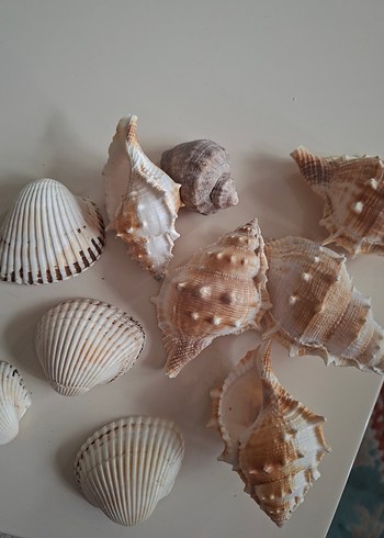 Beyaz Deniz Kabukları Dekor Seti - Görsel 5