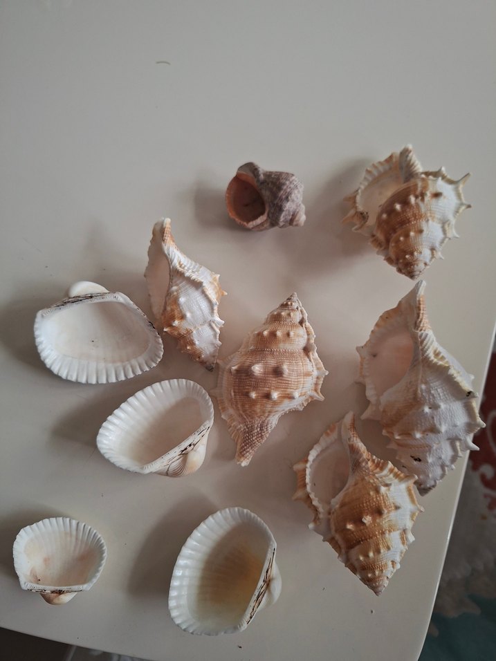 Beyaz Deniz Kabukları Dekor Seti - Görsel 2
