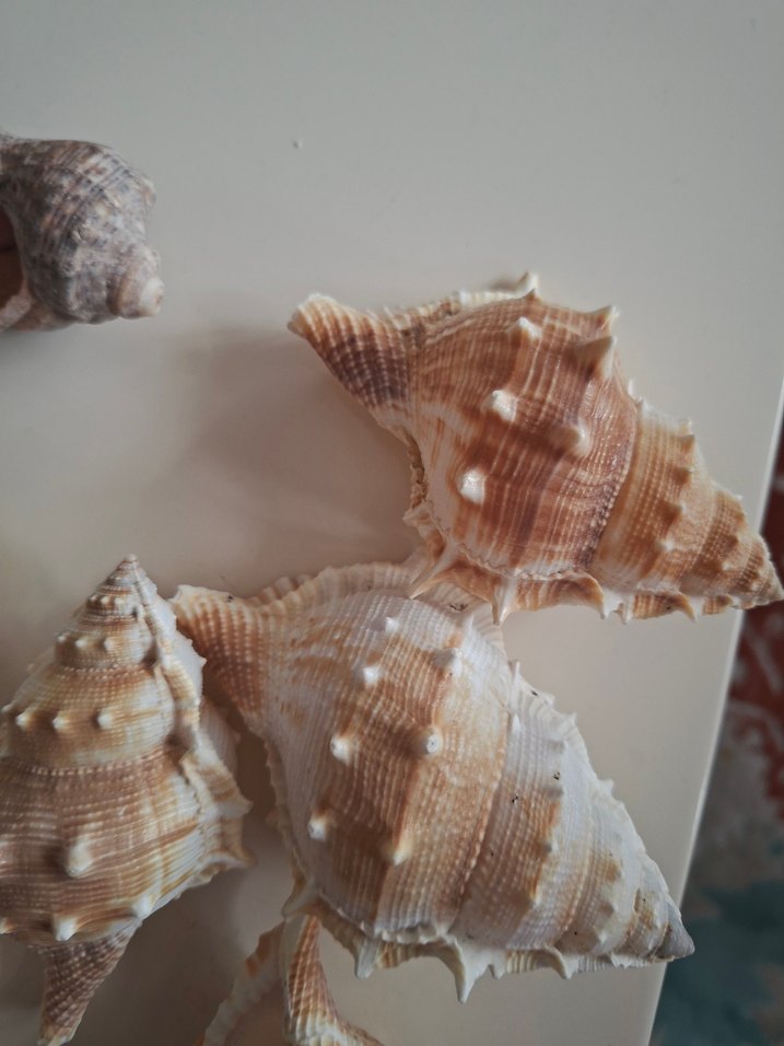 Beyaz Deniz Kabukları Dekor Seti - Görsel 3