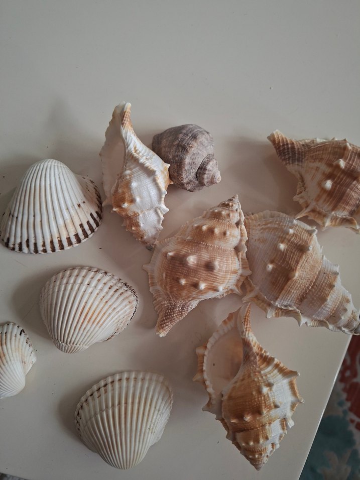 Beyaz Deniz Kabukları Dekor Seti - Görsel 5