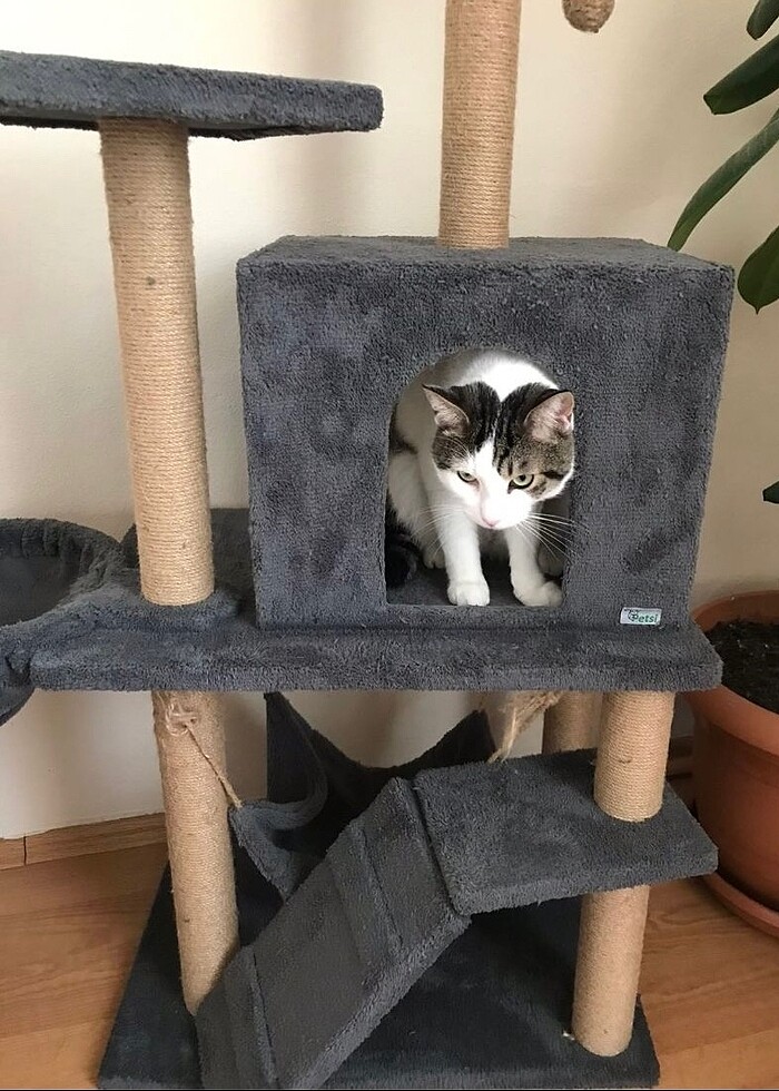 kedi evi - Görsel 3